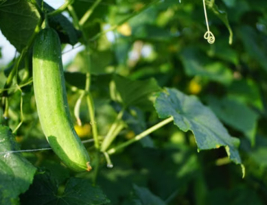 Rafael Cucumber Plant growing with fresh cucumbers at Sai Nursery Sydney
