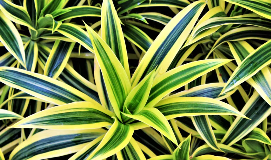 Songs of India Pleomele reflexa variegated foliage plant at Sai Nursery Sydney