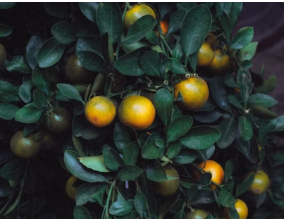 Grafted Dwarf Calamansi Cumquat tree with fruit at Sai Nursery Sydney