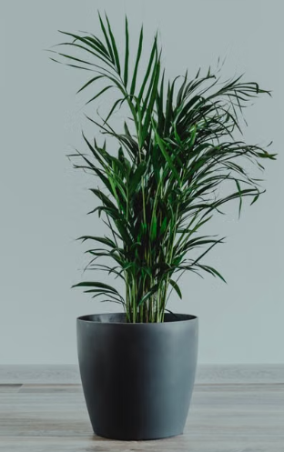 Cascade Palm with dense green arching fronds