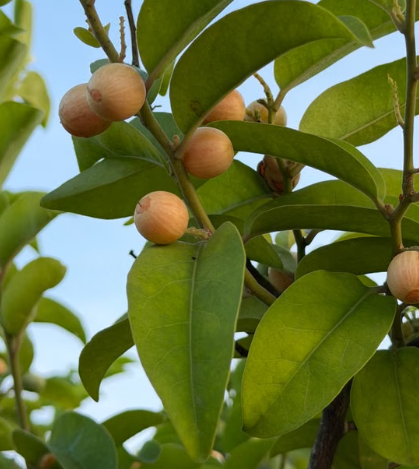 Wampi Clausena lansium fruit tree at Sai Nursery Sydney