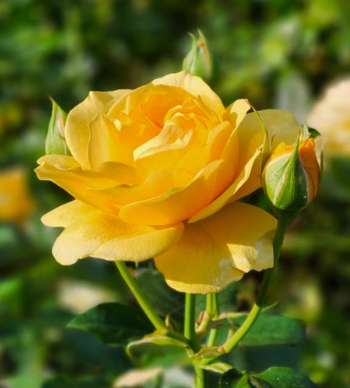 Gold Bunny Bush Rose with bright golden-yellow flowers