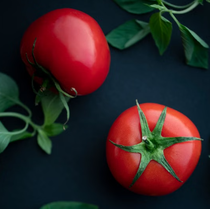 Healthy Gourmet Tomato seedling growing in a home vegetable garden