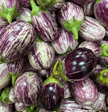 Assorted eggplant Solanum melongena plants including purple Thai green and white eggplant varieties in Sydney