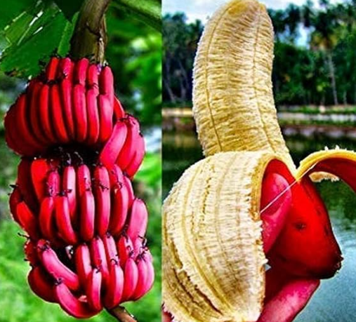 Compact banana variety compared with full-sized banana plants