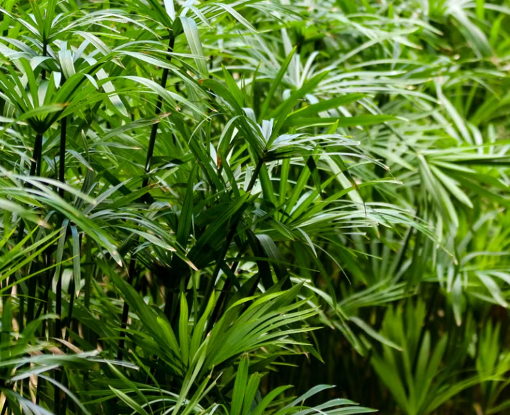 Lady Palm Rhapis Palm with dense fan-shaped green foliage