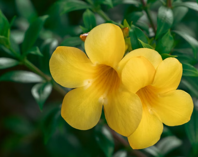 Yellow Dipladenia with bright yellow trumpet-shaped flowers