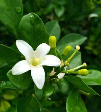 Murraya paniculata growing as a garden hedge
