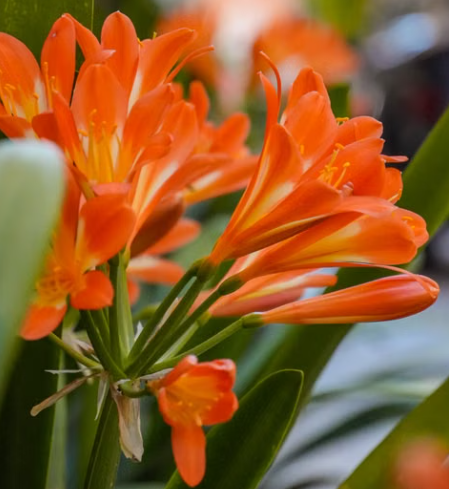Clivia miniata with bright orange flowers and dark green foliage