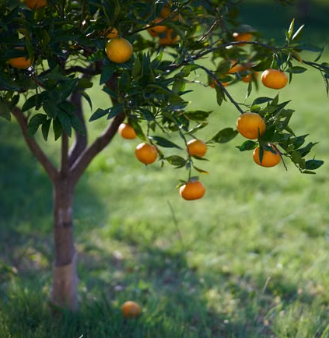 Healthy Advanced Dwarf Imperial Mandarin tree with lush green foliage, visible fruit and a compact