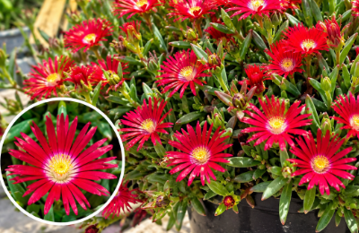 Red Delosperma Pig Face succulent with vibrant flowers