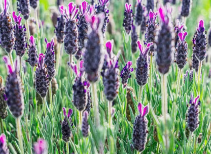 Beautiful aromatic flowering plant