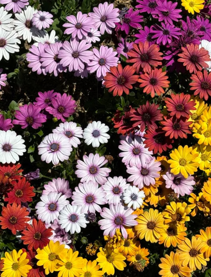 Colourful daisy plants flowering at Sai Nursery