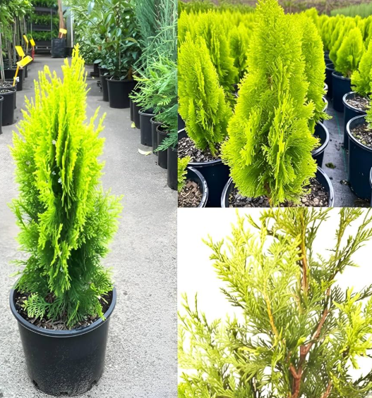 Thuja Golden Biota evergreen ornamental plant