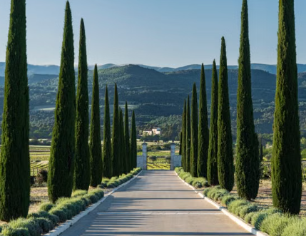 Pencil Pine (Cupressus sempervirens ‘Stricta’) – Evergreen Columnar Feature Plant