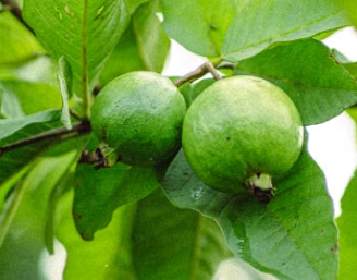 Thai White Guava tree with fresh white-fleshed guava fruit