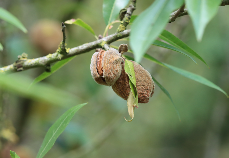 Self Pollinating Dwarf Almond tree with almond nuts and spring blossom
