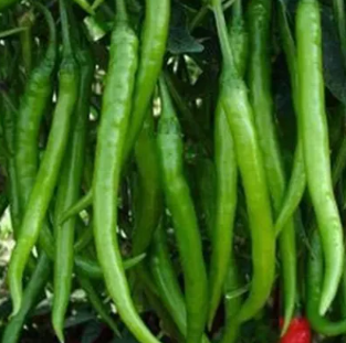 Indian Teja hot chilli plant with long red Teja chillies