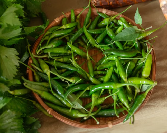 Inferno Hot Chilli plant with fresh chilli fruits