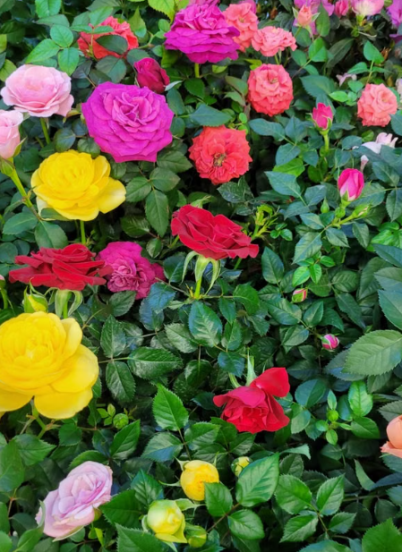 Assorted rose plants with colourful flowers