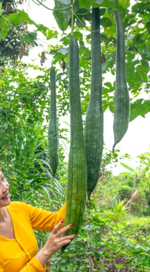 Smooth Luffa Ram Toori plant with long green fruits