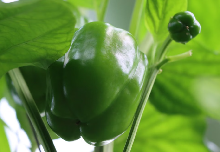 Sweet Capsicum plant with fresh green capsicum fruits