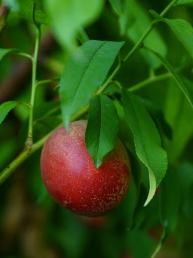 Grafted Dwarf Trixzie Nectarine tree with ripe nectarines