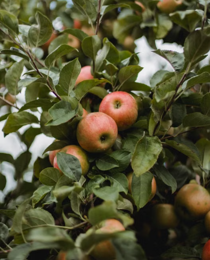 Dwarf Gala Apple Tree with ripe red and yellow Gala apples