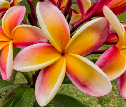Use a colourful image showing a flowering Frangipani with multiple blooms.