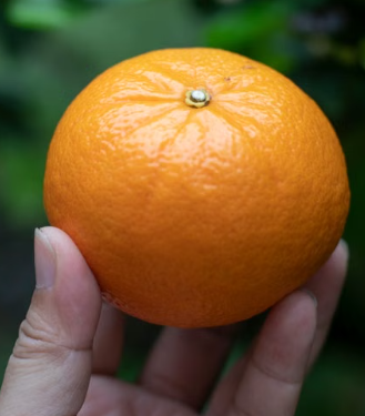 Grafted Clementine Mandarin tree with ripe orange mandarins