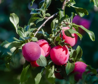 Grafted Satsuma Blood Plum tree