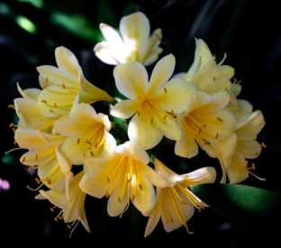 Yellow Clivia plant with bright yellow flowers and green foliage