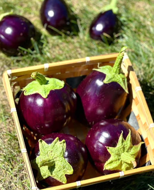 Black Pearl Eggplant plant with glossy dark purple eggplants