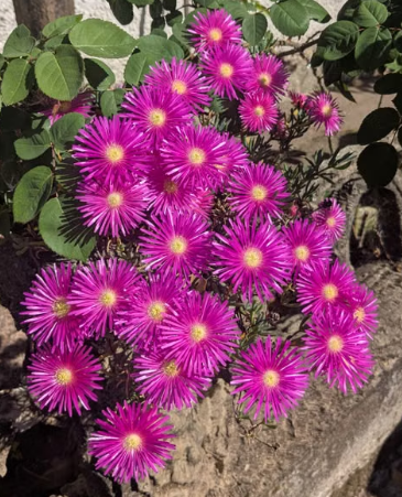 Pink-flowering Delosperma / Pig Face
