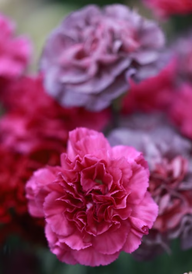 Assorted carnation flowering plant with colourful blooms