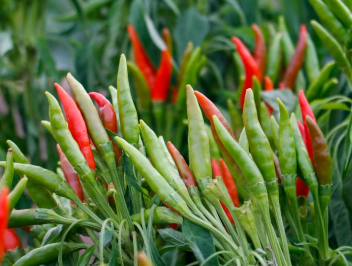 Thai Bird's Eye chilli plant with hot green and red chillies
