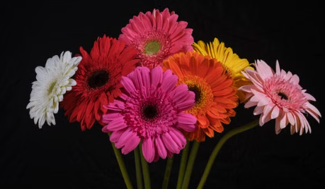 Assorted colourful Gerbera flowering plants at Sai Nursery Sydney