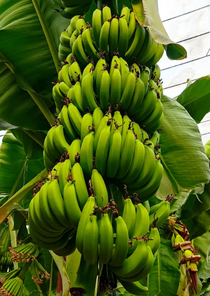Cavendish Banana Plant for Sale