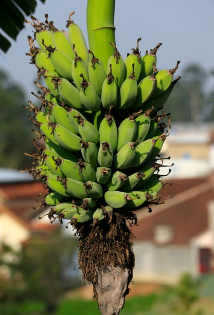 Blue Java Banana Plant
