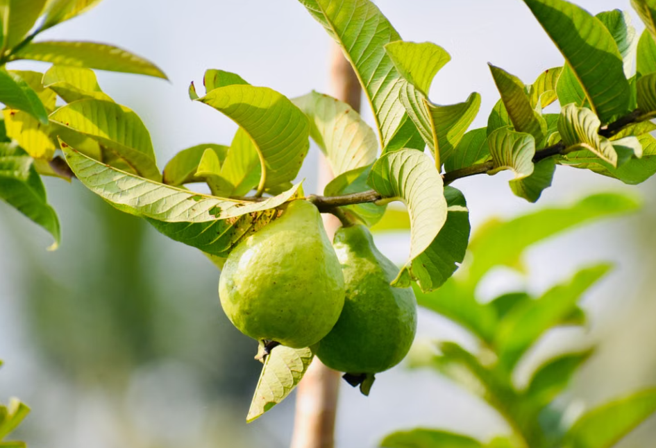 Amman Guava fruit tree at Sai Nursery Sydney