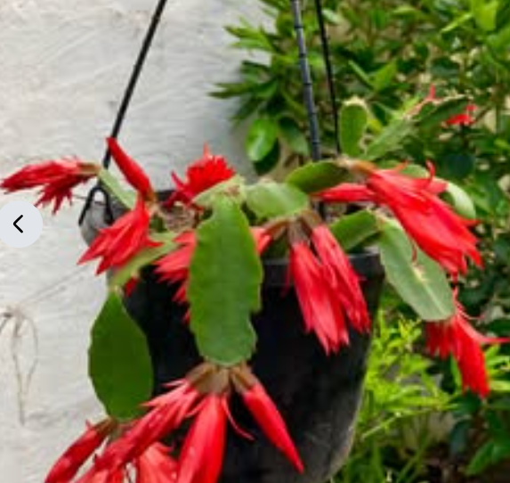 Assorted flowering Zygo Cactus Schlumbergera plants at Sai Nursery Sydney