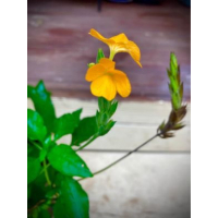 Yellow Kanakambaram Plant for Sydney Gardens