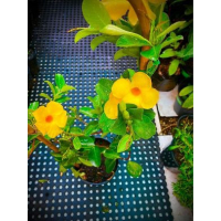 Yellow Mandevilla Plant for Sydney Gardens