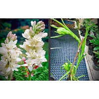 Polianthes tuberosa – White