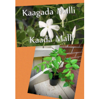 Downy Jasmine Plant for Sydney Gardens – Fragrant White Kunda Flowers