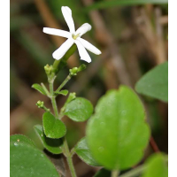 Needle Jasmine Plant for Sydney Gardens