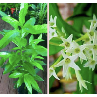 Popular traditional fragrant garden plant
