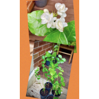 Fragrant White Flowering Shrub