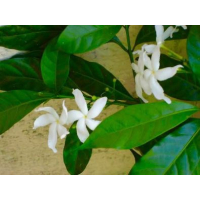 White Single Petal