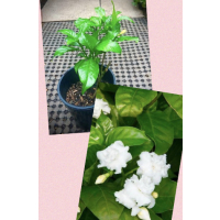 Crepe Jasmine